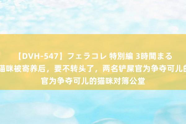 【DVH-547】フェラコレ 特別編 3時間まるごとWフェラ 猫咪被寄养后，要不转头了，两名铲屎官为争夺可儿的猫咪对簿公堂