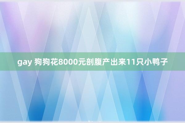 gay 狗狗花8000元剖腹产出来11只小鸭子