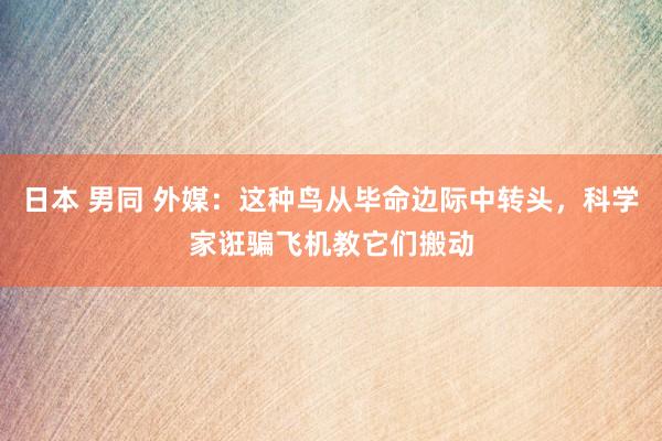 日本 男同 外媒：这种鸟从毕命边际中转头，科学家诳骗飞机教它们搬动